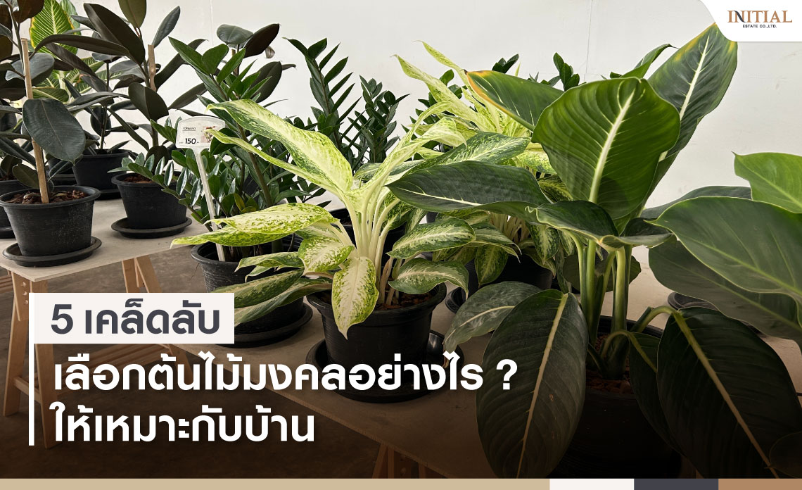 ต้นไม้มงคลปลูกหน้าบ้าน